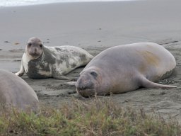 2008Elephant-Seals-22